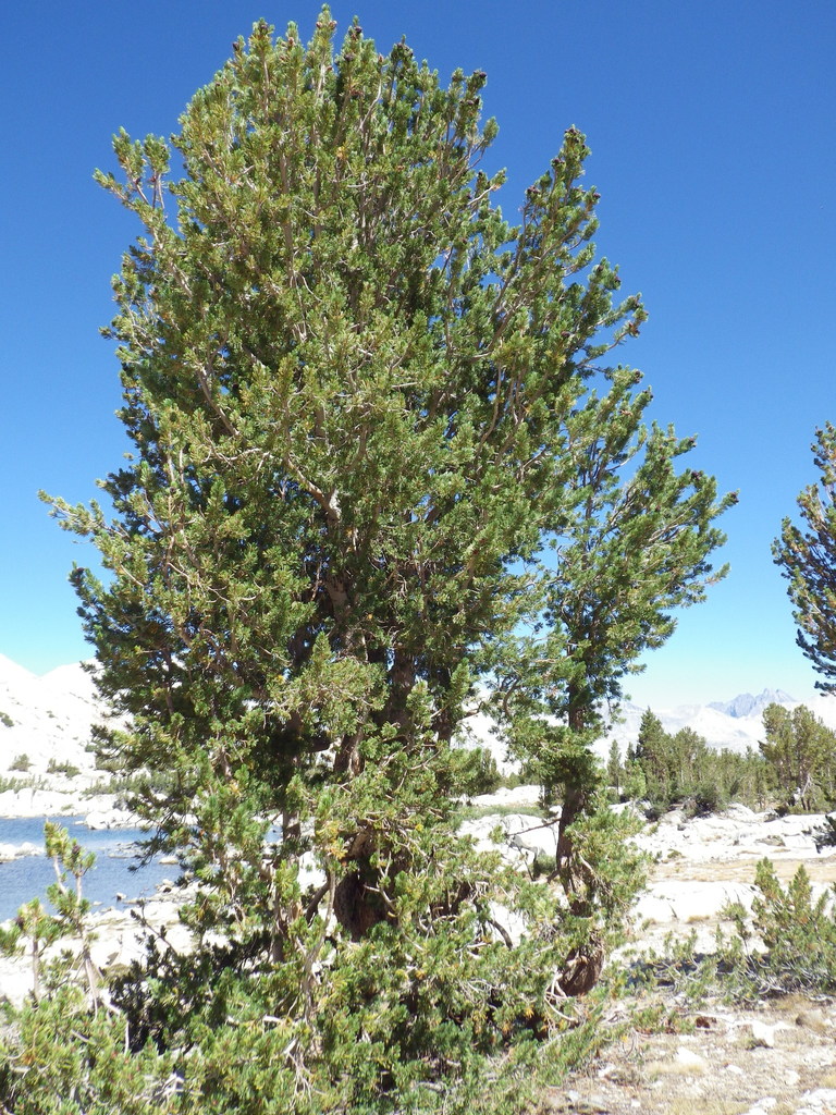 Pinus albicaulis (Whitebark pine), native California tree