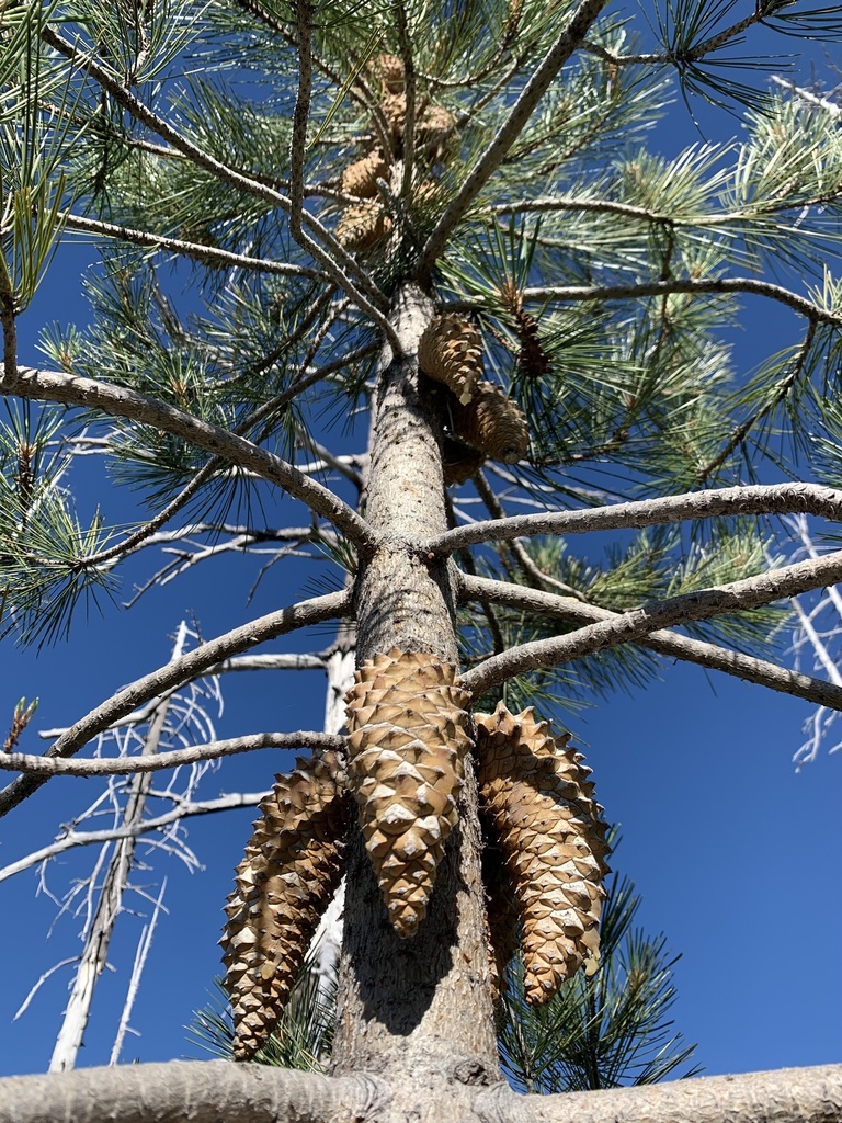 Pinus attenuata (Knobcone pine), native California tree