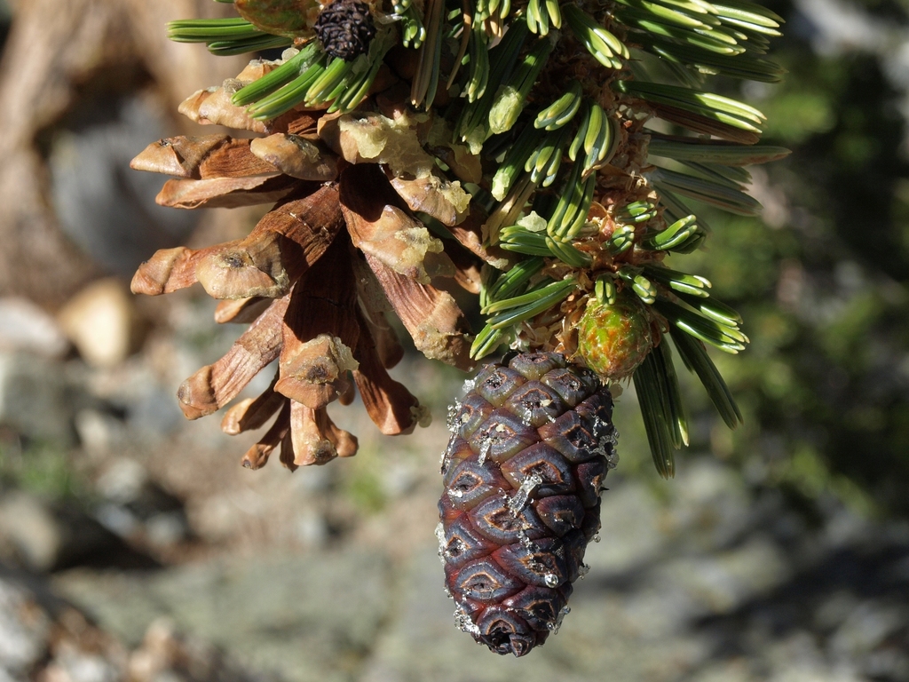 Pinus balfouriana subsp. balfouriana, native California tree