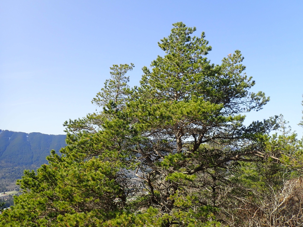 Pinus contorta subsp. contorta (Shore pine), native California tree