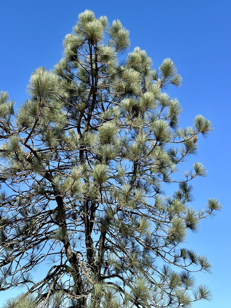 Pinus coulteri (Coulter pine), native California tree