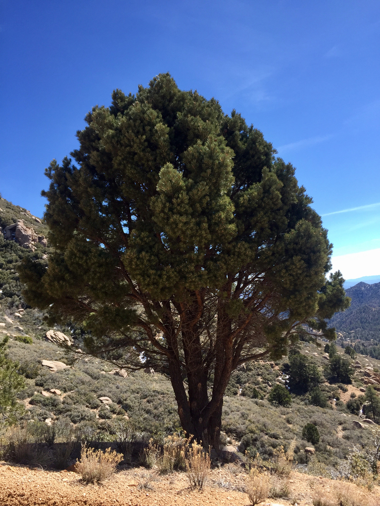 Pinus edulis (Colorado pinyon), native California tree