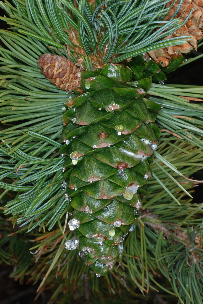 Pinus flexilis (Limber pine), native California tree