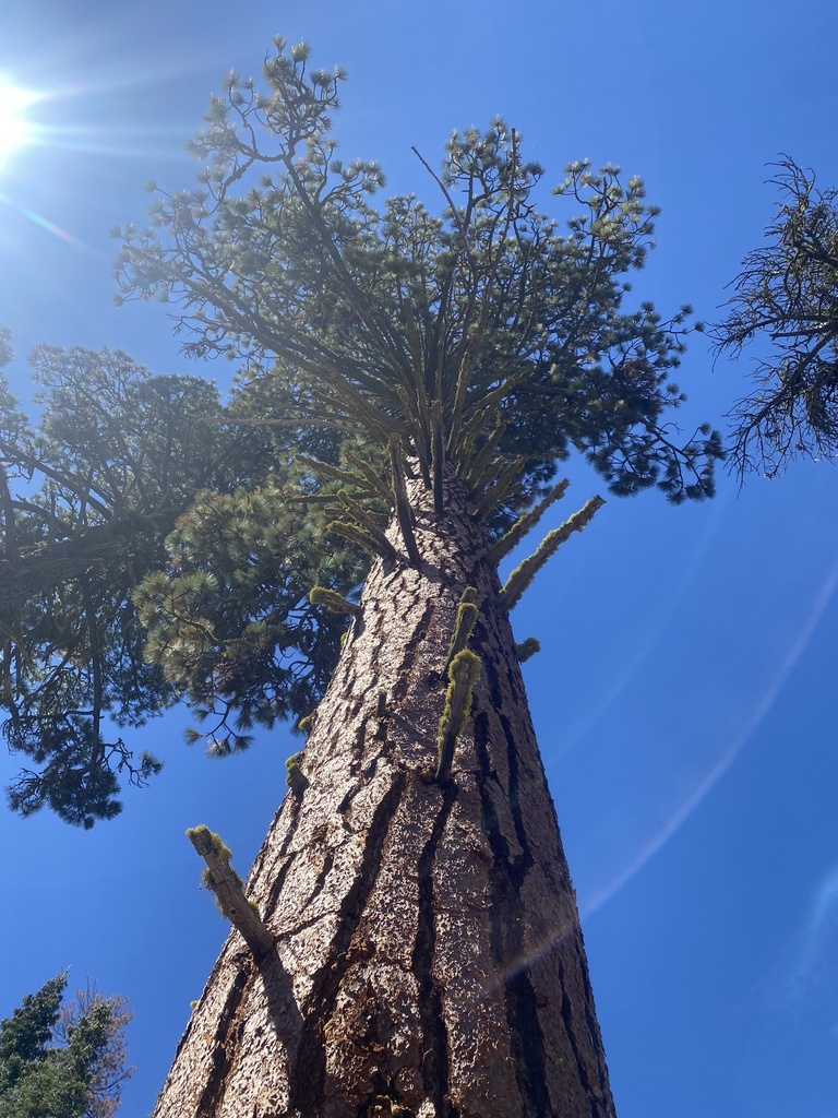 Pinus jeffreyi (Jeffrey pine), native California tree