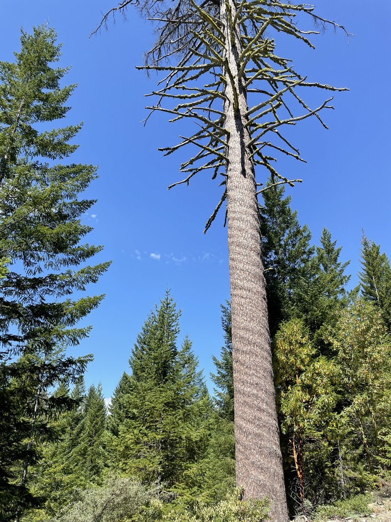 Pinus lambertiana (Sugar pine), native California tree