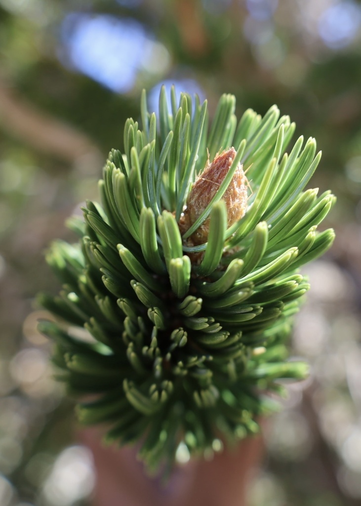 Pinus longaeva (Bristlecone pine), native California tree