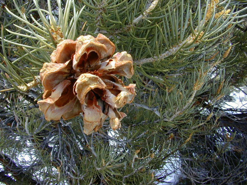 Pinus monophylla (Singleleaf pinyon pine), native California tree