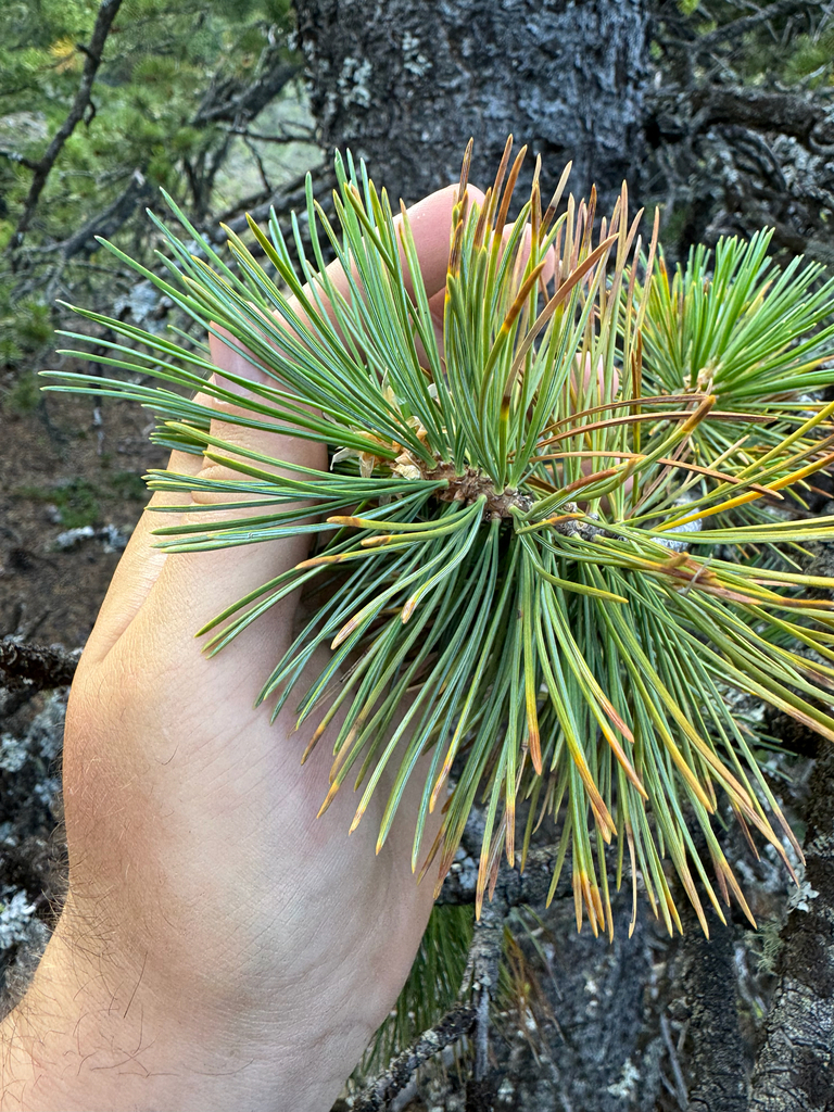 Pinus monticola (Western white pine), native California tree