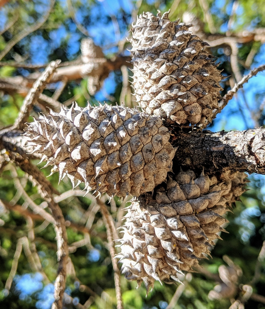 Pinus muricata (Bishop pine), native California tree