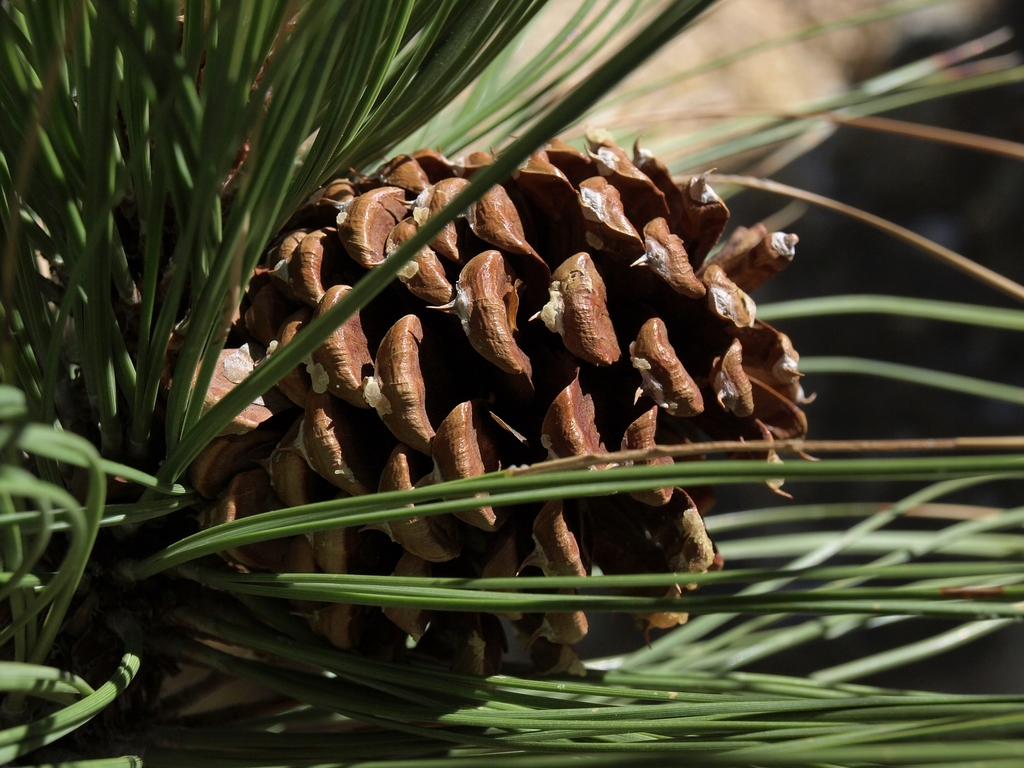 Pinus ponderosa (Ponderosa pine), native California tree