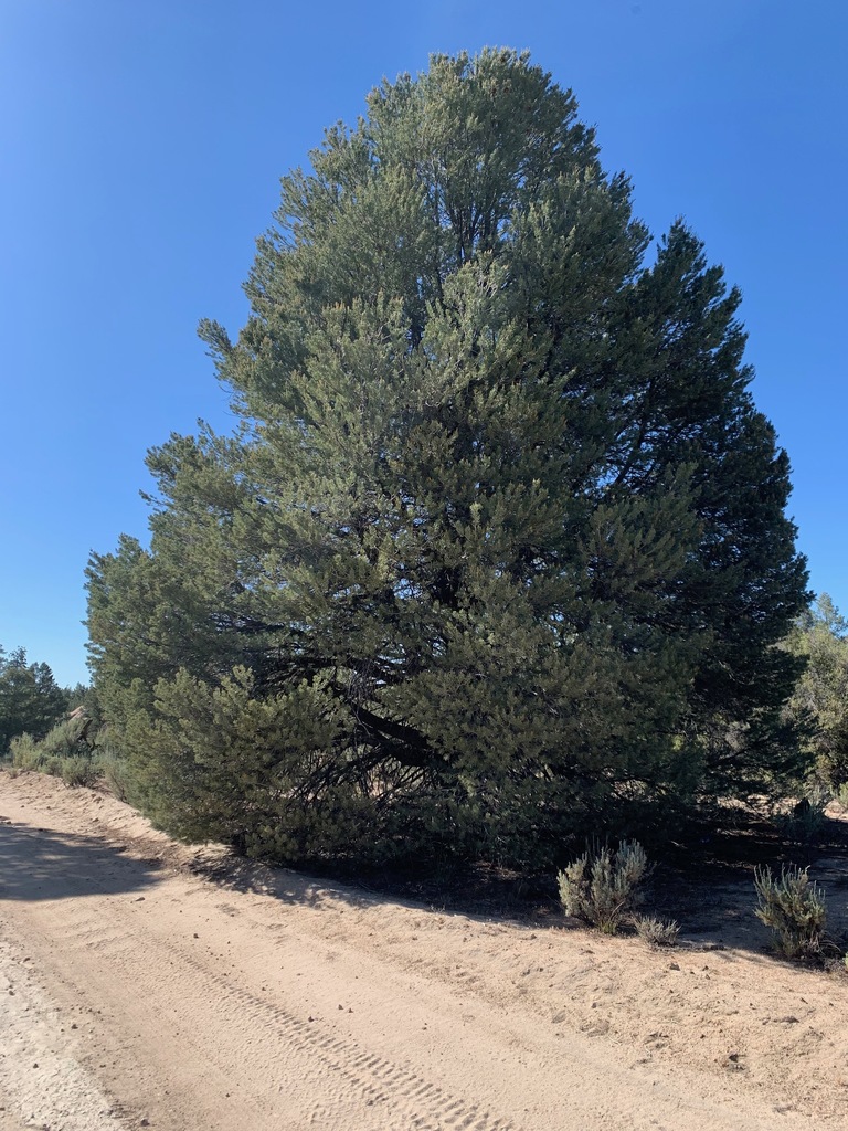 Pinus quadrifolia (Parry pinyon pine), native California tree