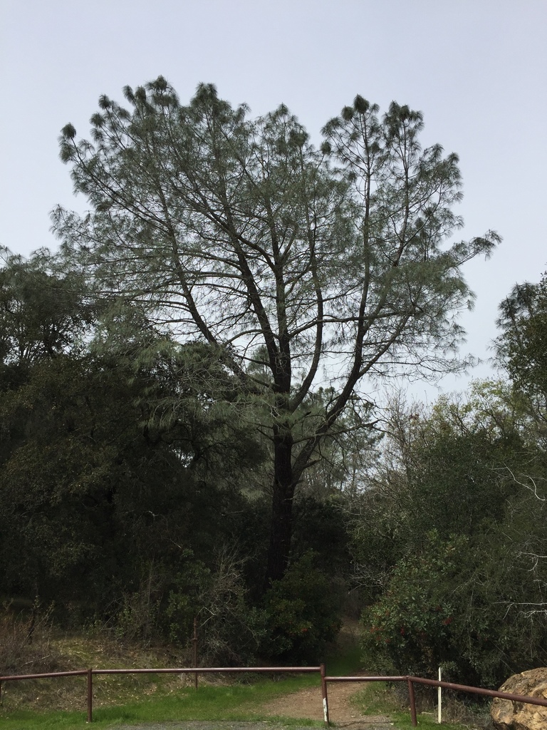 Pinus sabiniana (Gray), native California tree