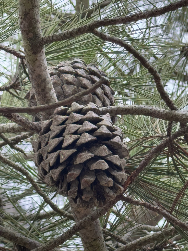 Pinus torreyana — parent species of Pinus torreyana subsp. insularis