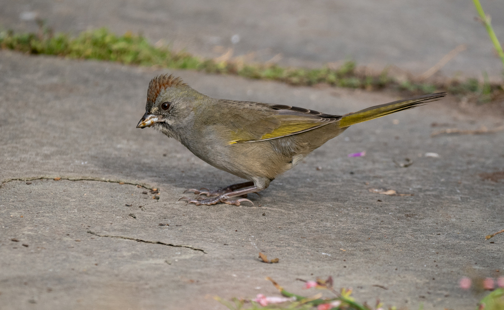 Pipilo chlorurus (Green-tailed Towhee), California species