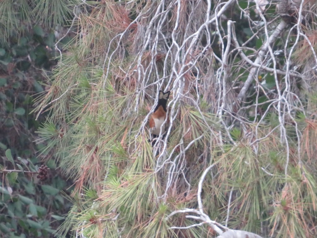Pipilo maculatus clementae (San Clemente Spotted Towhee), California species