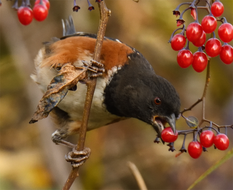 Pipilo maculatus (Spotted Towhee), California species