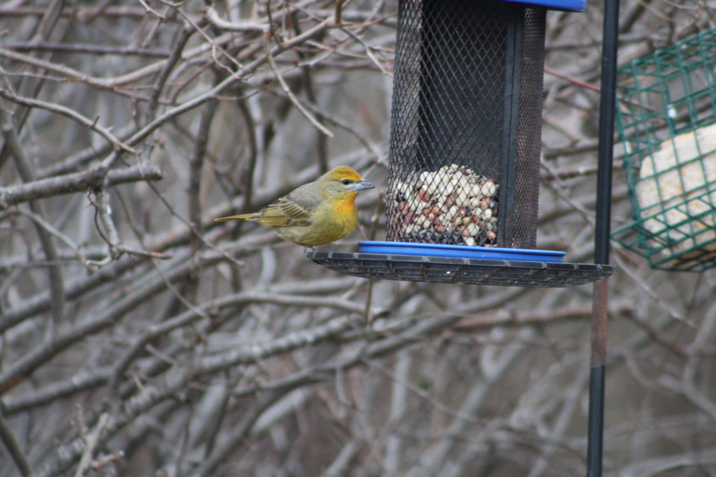 Piranga flava (Hepatic Tanager), California species