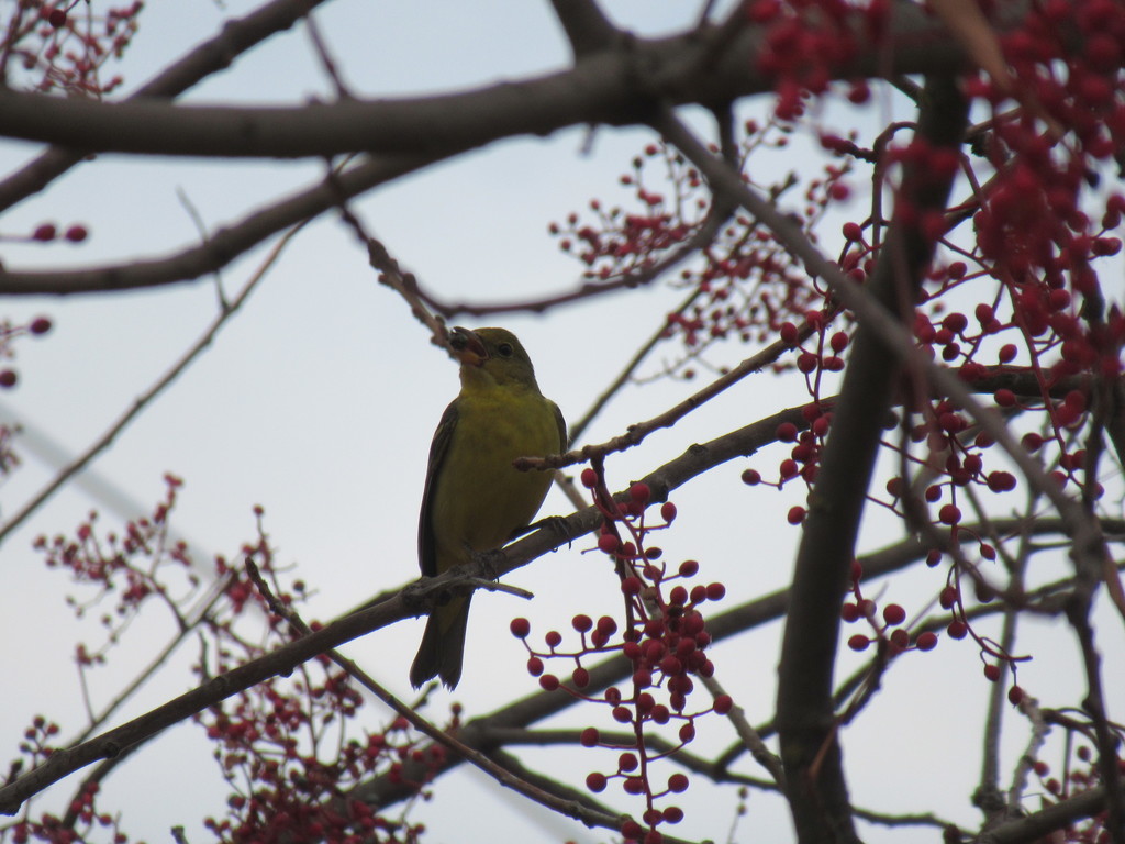 Piranga ludoviciana (Western Tanager), California species