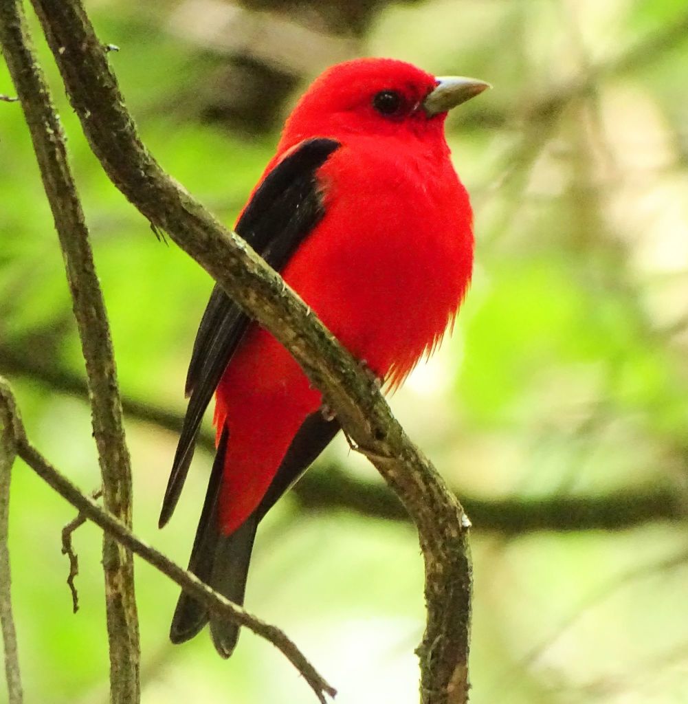 Piranga olivacea (Scarlet Tanager), California species