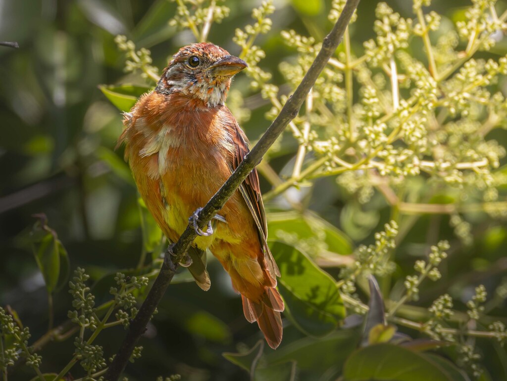 Piranga rubra (Summer Tanager), California species