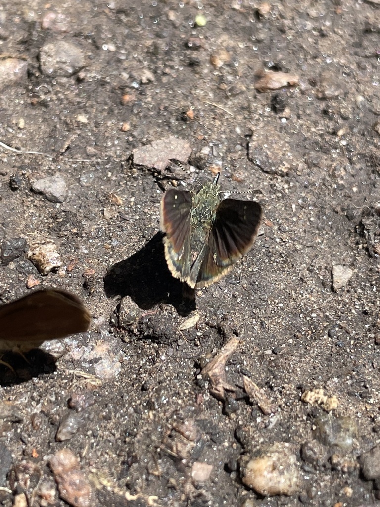 Piruna pirus (Russet Skipperling), California species