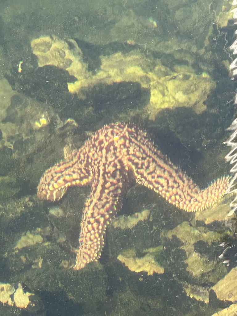 Pisaster giganteus (Giant Sea Star), California species
