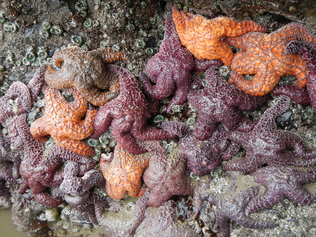 Pisaster ochraceus (Ochre Sea Star), California species