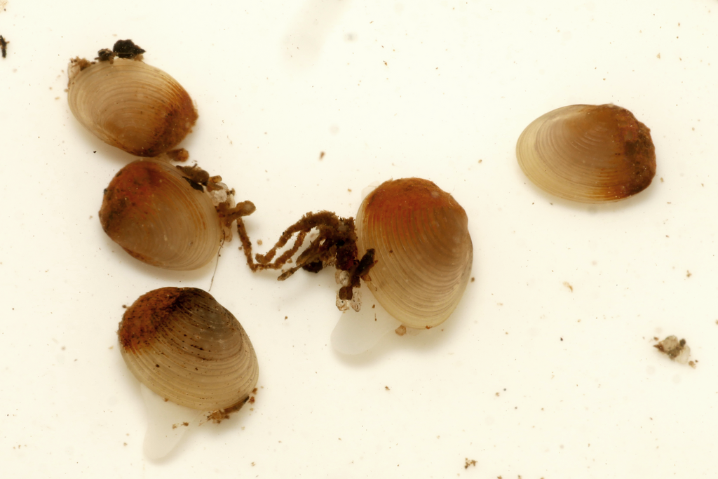 Pisidium ultramontanum (Montane Peaclam), California species