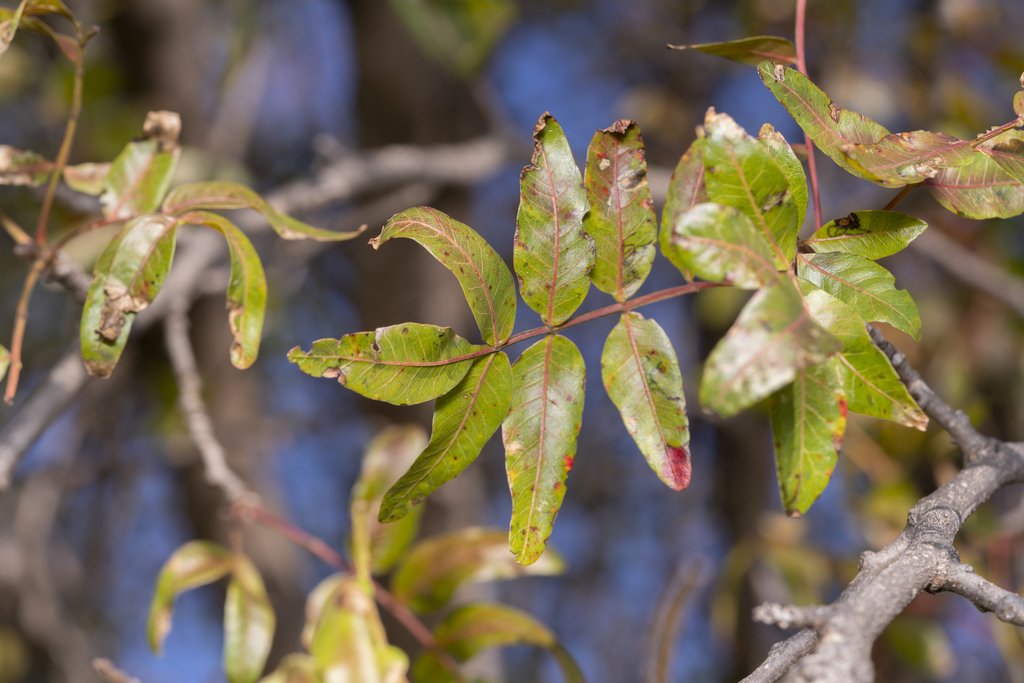 Pistacia atlantica (Mt. atlas mastic tree), non-native California tree