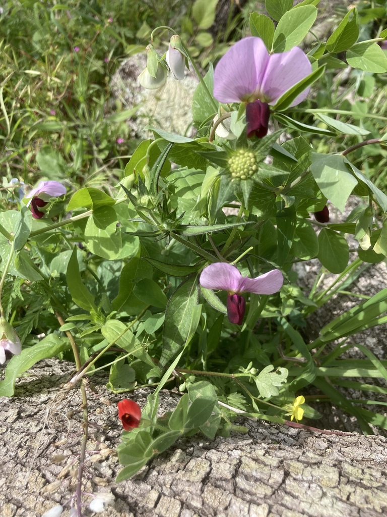Pisum sativum (Common pea), non-native California vine