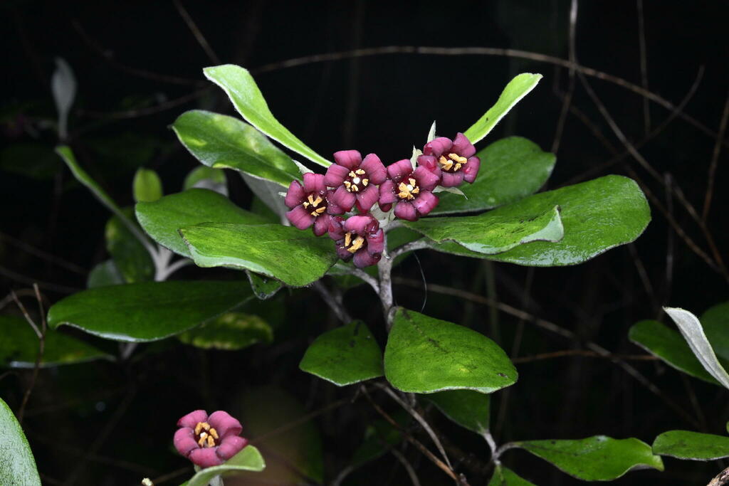 Pittosporum crassifolium (Stiffleaf cheesewood), non-native California shrub / tree