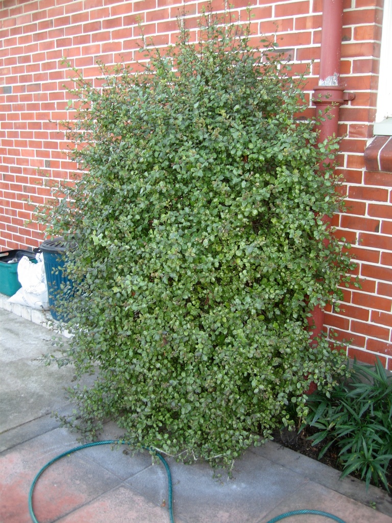 Pittosporum tenuifolium (Short leaf box), non-native California tree