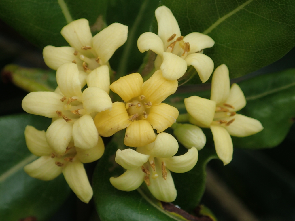 Pittosporum tobira (Japanese pittosporum), non-native California shrub / tree