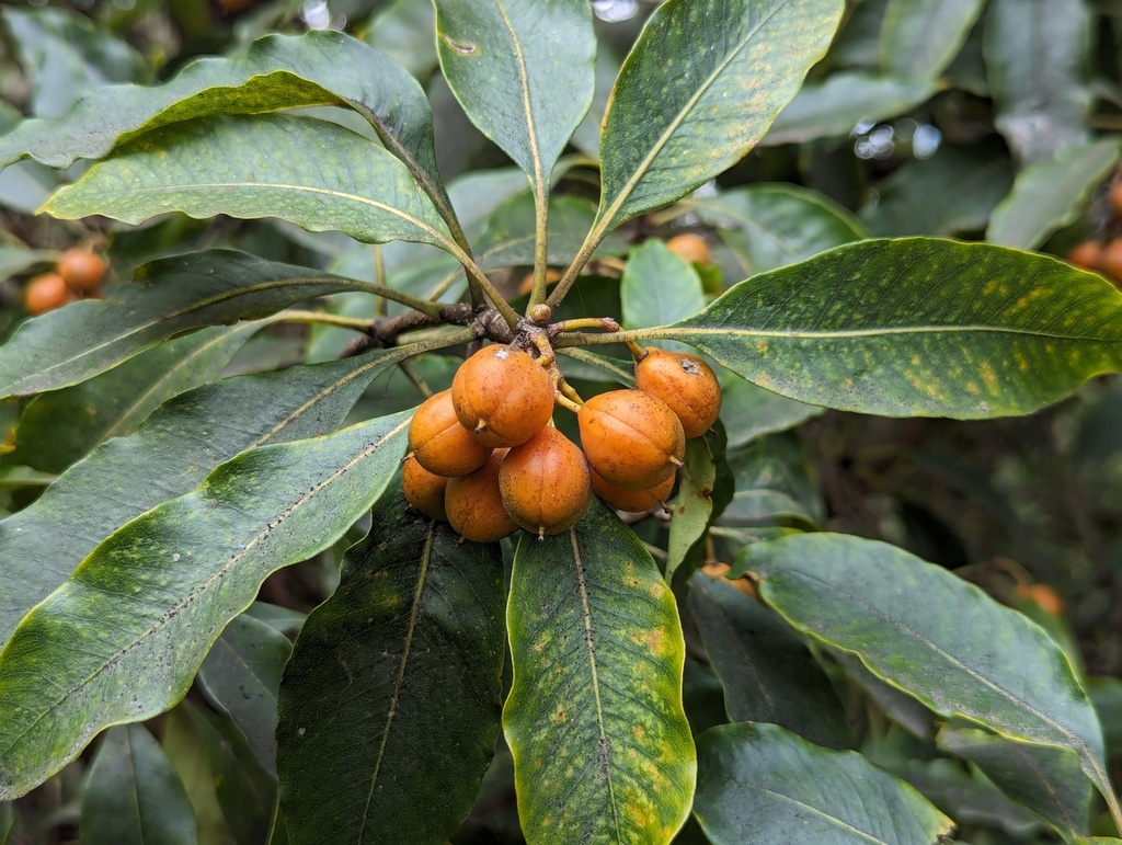 Pittosporum undulatum (Victorian box), non-native California shrub / tree