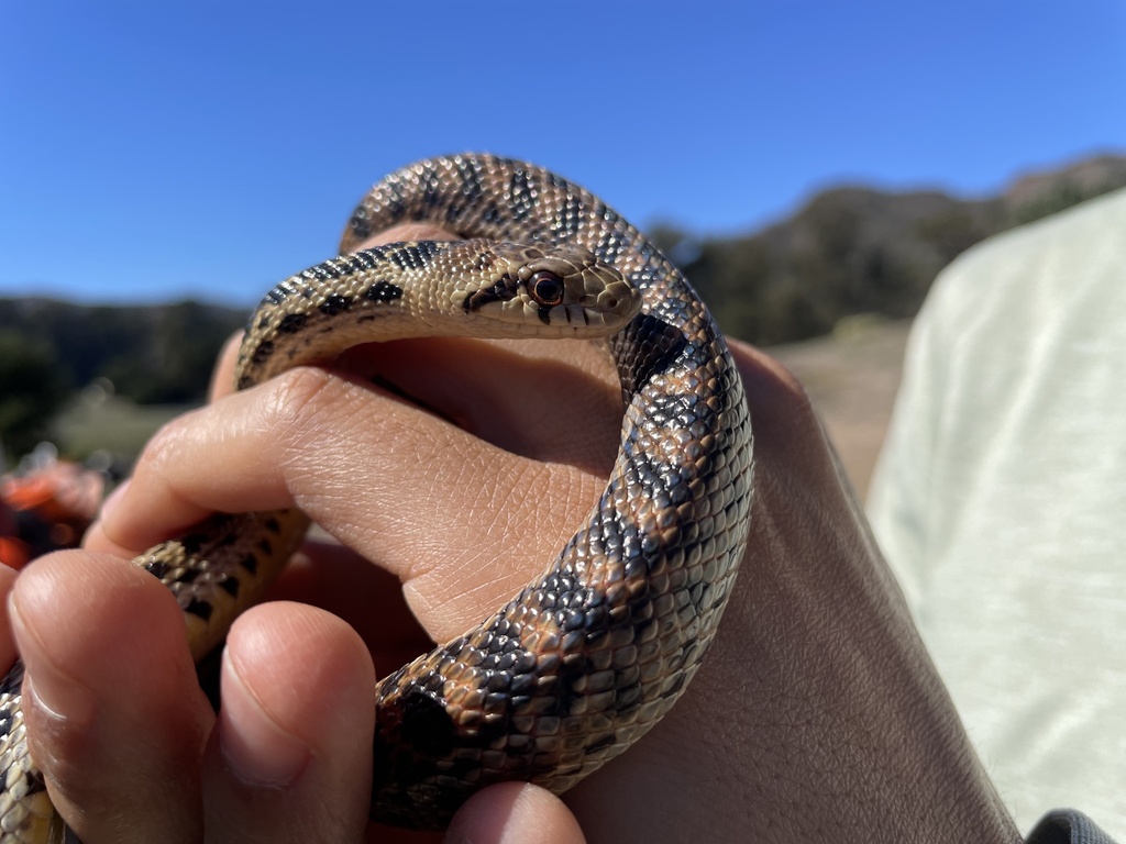 Pituophis catenifer pumilus (Santa Cruz Island Gophersnake), California species