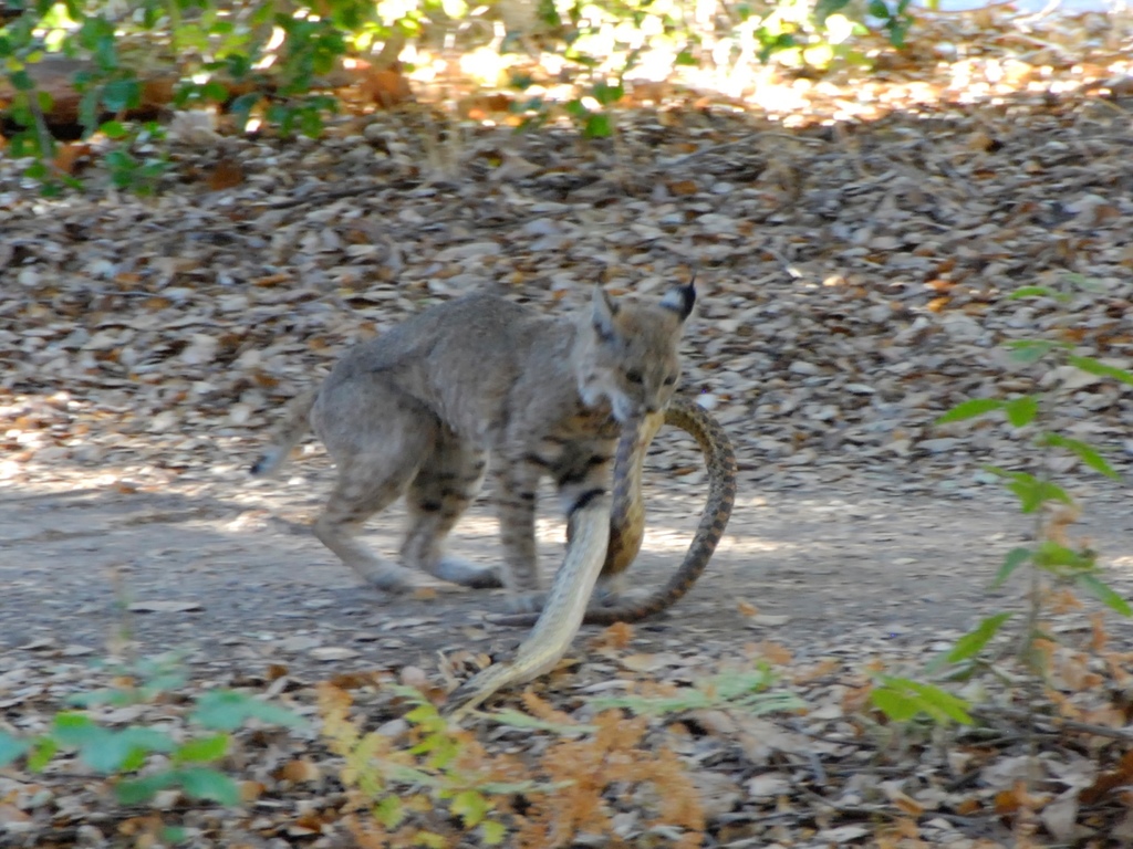 Pituophis catenifer (Gopher Snake), California species