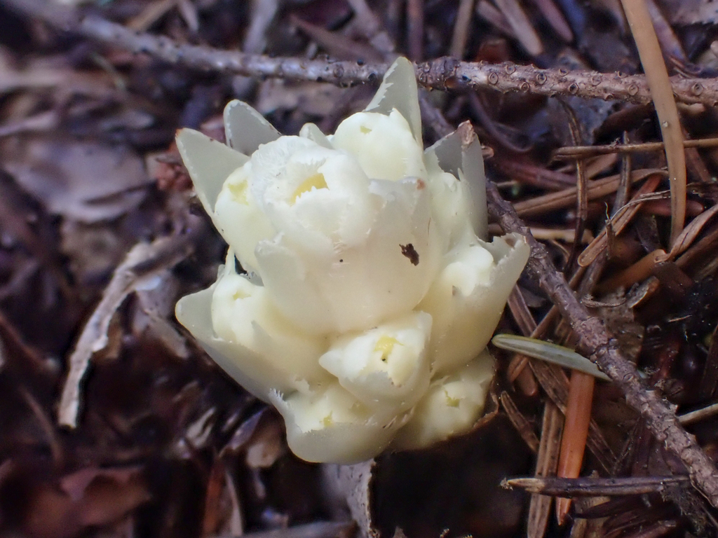 Pityopus californicus (California pinefoot), native California perennial