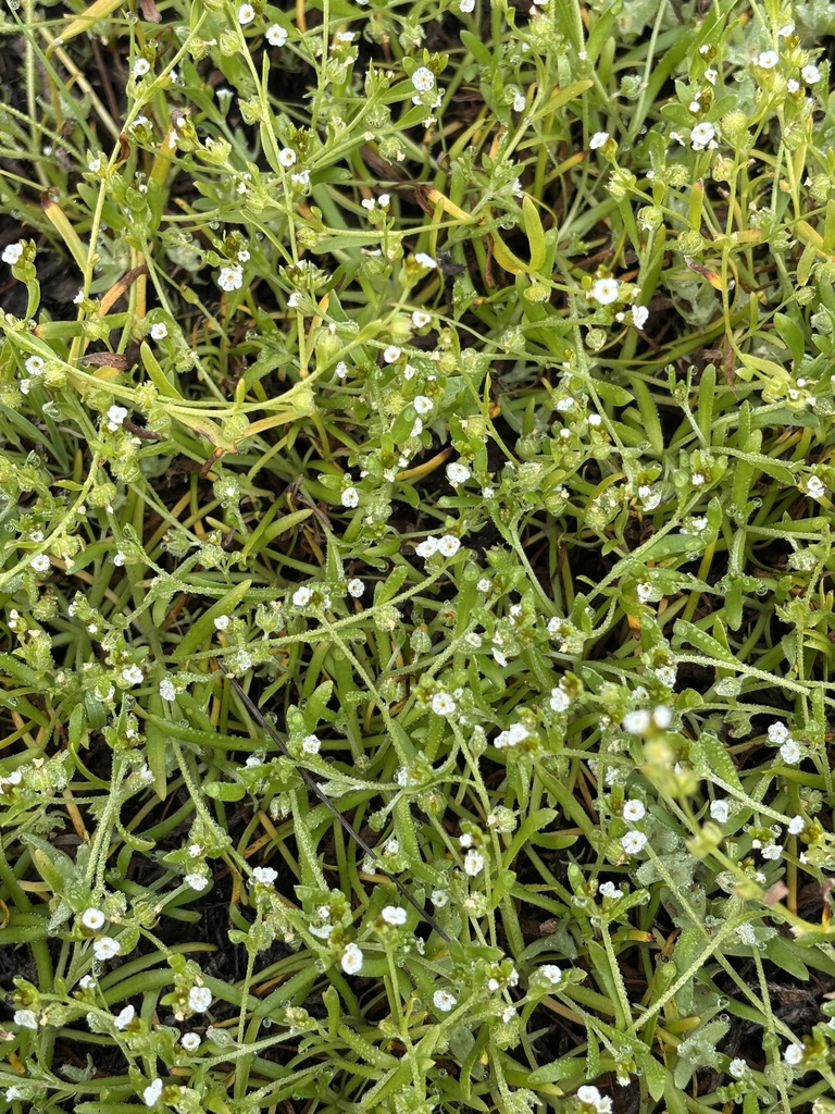 Plagiobothrys acanthocarpus (Adobe popcornflower), native California herb