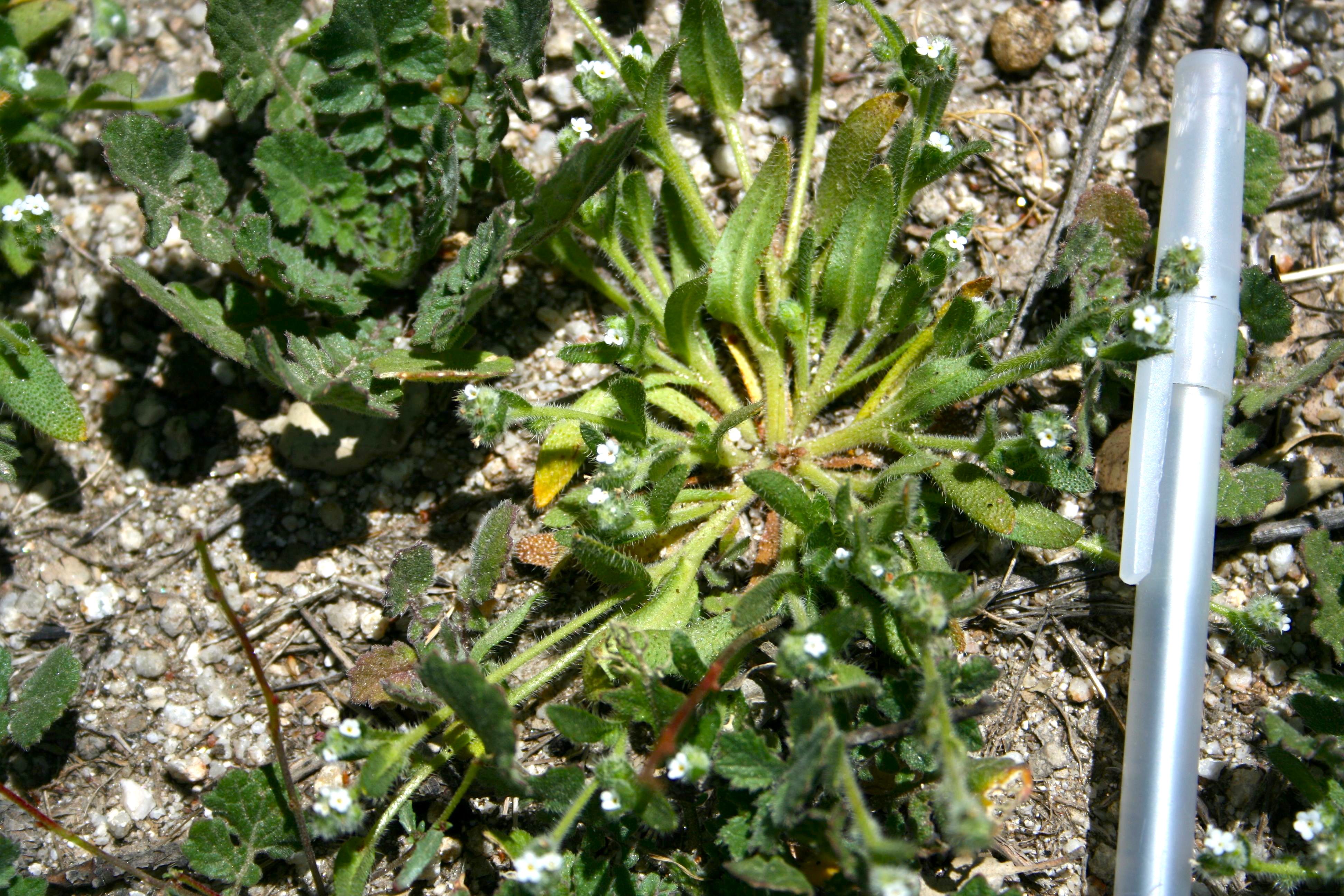 Plagiobothrys arizonicus (Arizona popcornflower), native California herb