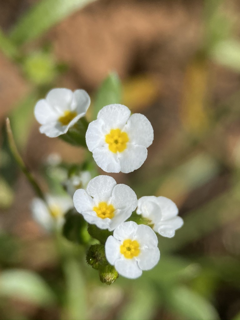 Plagiobothrys austiniae (Austin's spiny-nut popcornflower), native California herb