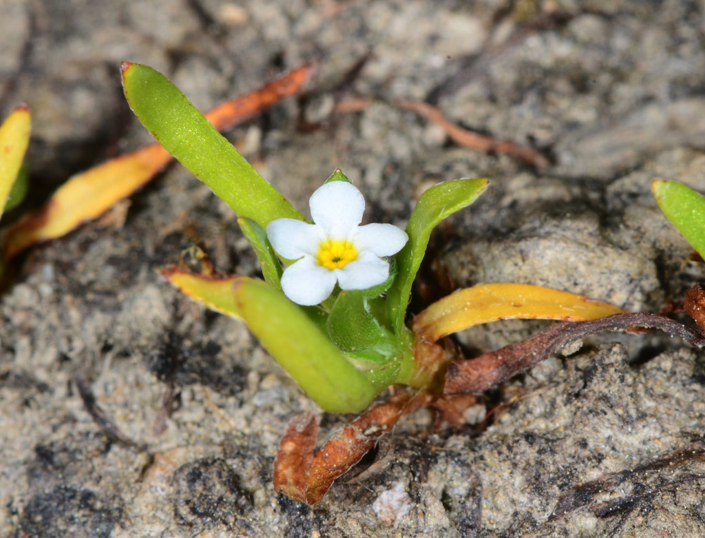Plagiobothrys bracteatus (Bracted popcornflower), native California herb