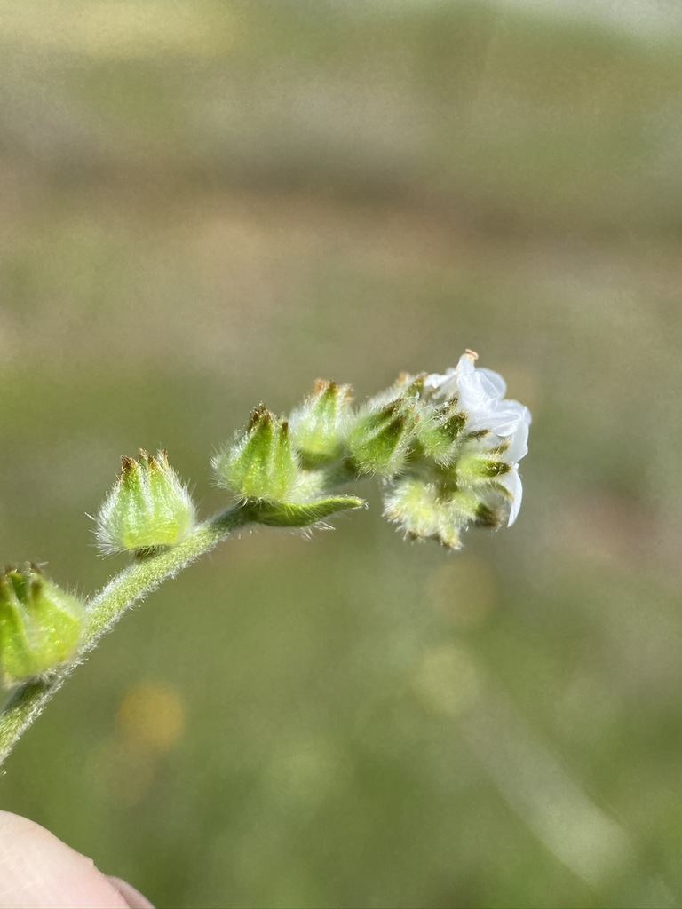 Plagiobothrys canescens var. canescens (Valley popcornflower), native California herb