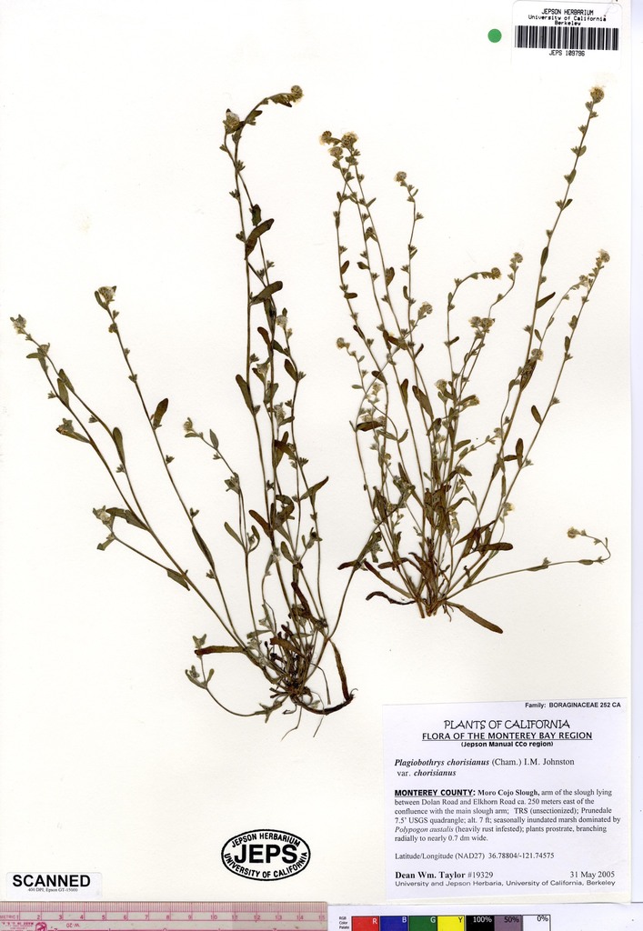 Plagiobothrys chorisianus var. chorisianus (Choris' popcornflower), native California herb