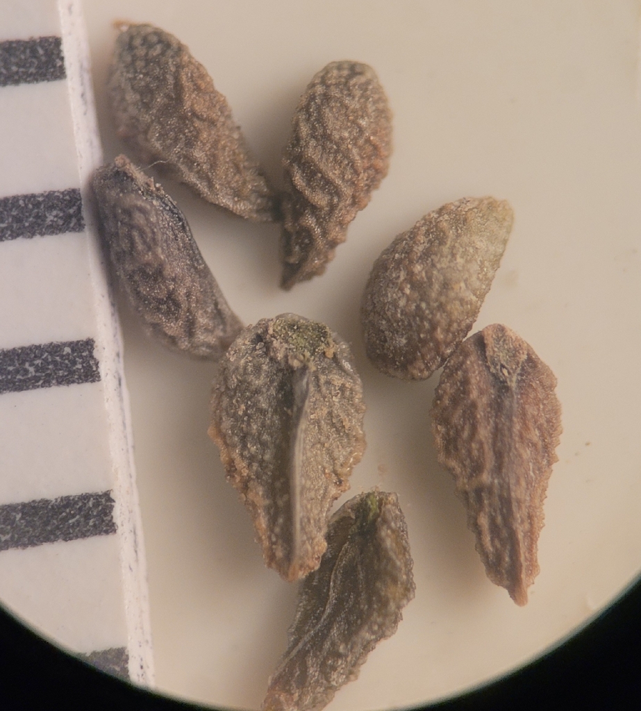 Plagiobothrys cognatus (Cognate popcornflower), native California annual