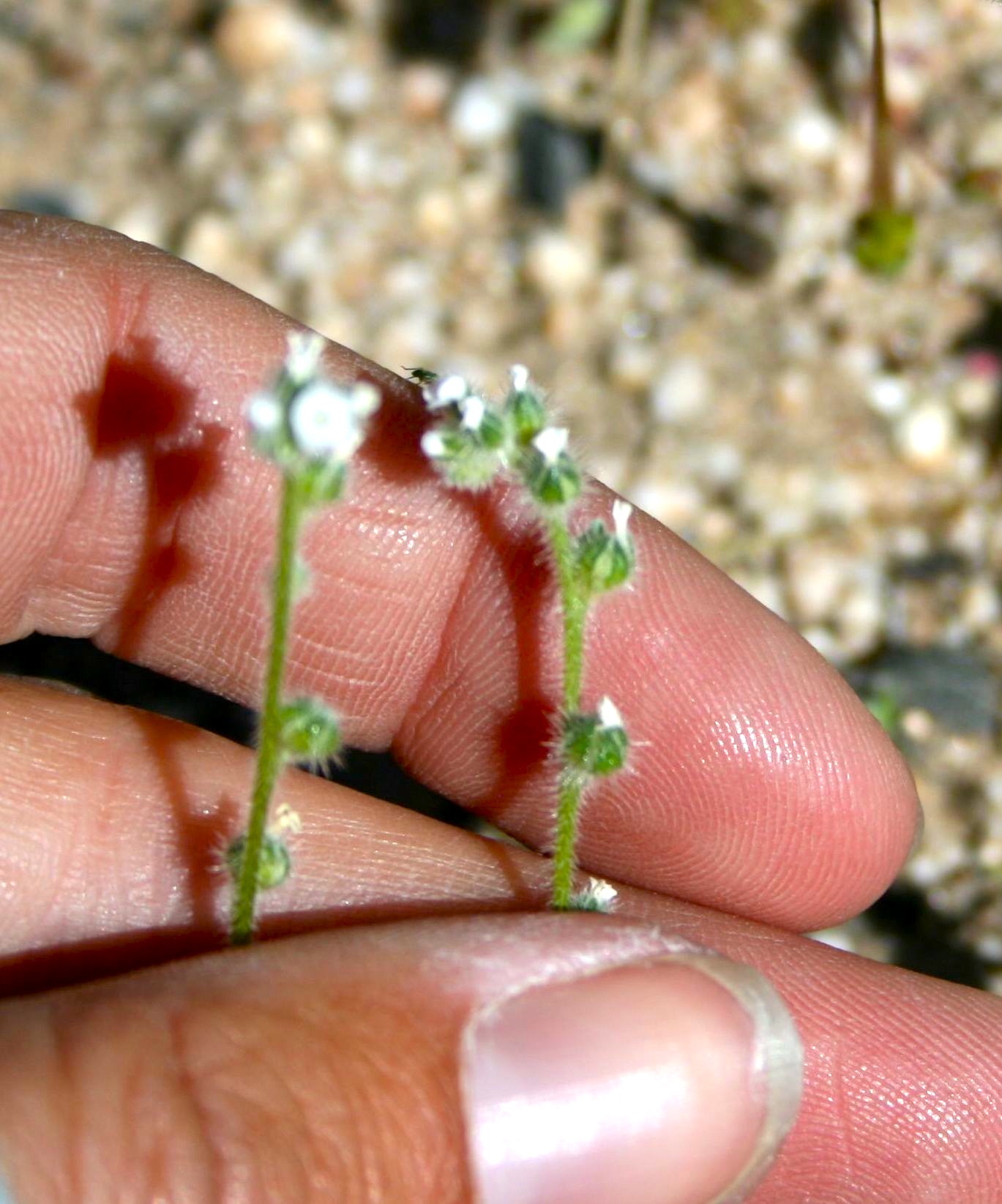 Plagiobothrys collinus var. fulvescens (Rough-stemmed popcornflower), native California herb