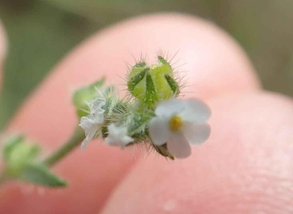 Plagiobothrys collinus (Cooper's popcornflower), native California herb