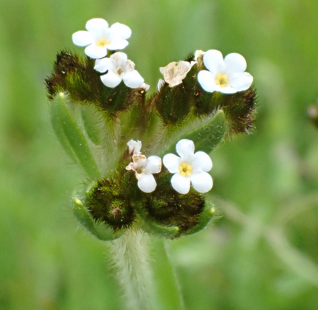 Plagiobothrys fulvus var. campestris (Field popcornflower), native California herb