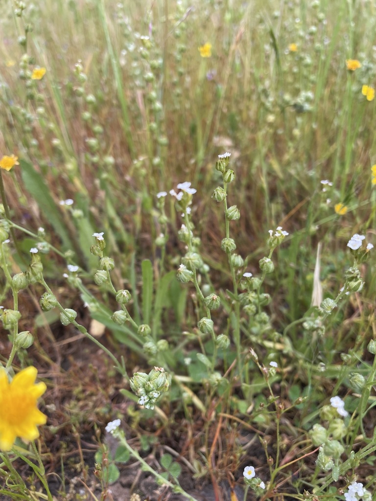 Plagiobothrys greenei (Greene's spiny-nut popcornflower), native California herb