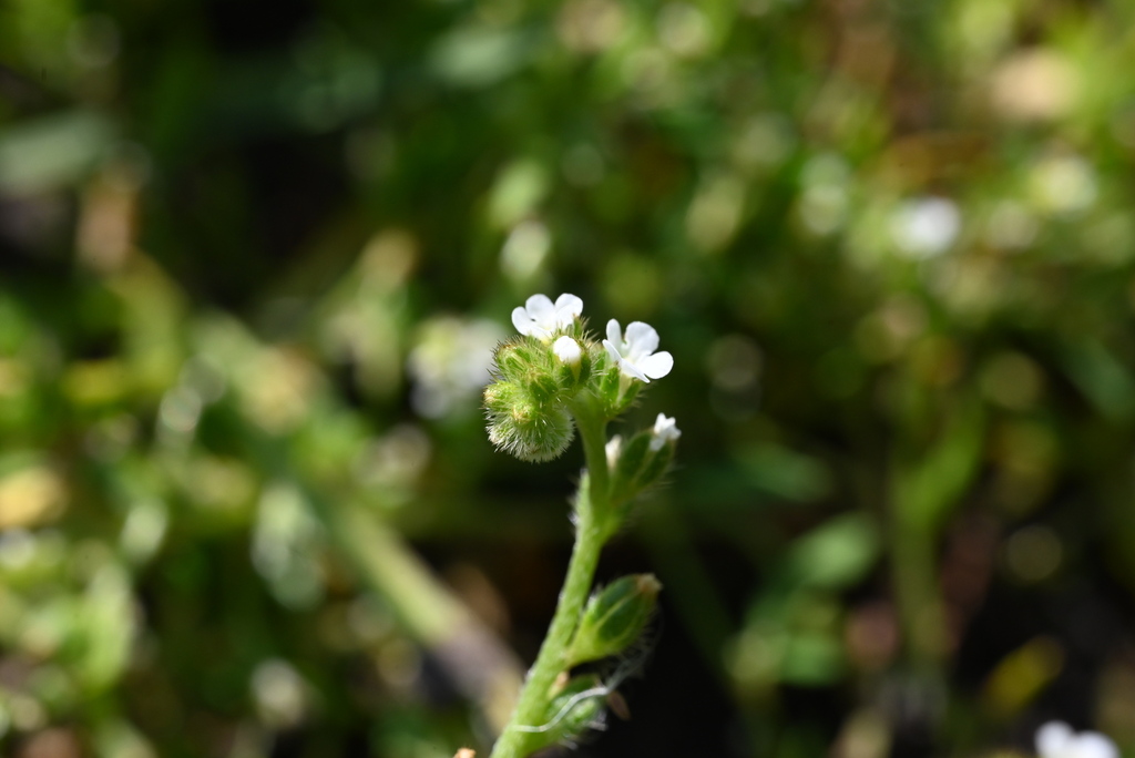 Plagiobothrys hispidulus (Harsh popcornflower), native California annual