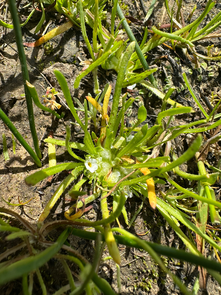 Plagiobothrys humistratus (Low popcornflower), native California herb